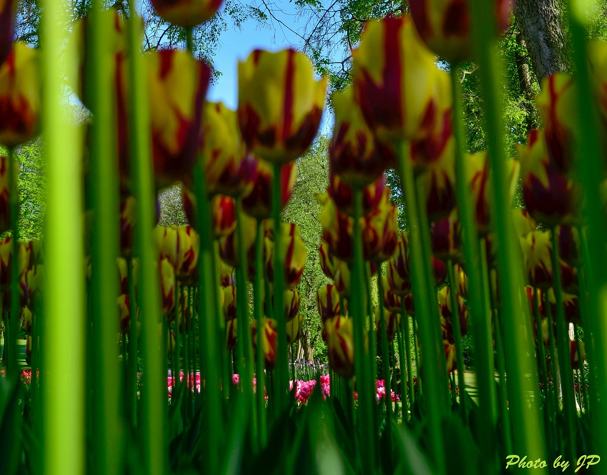 Tulipano Mickey Mouse