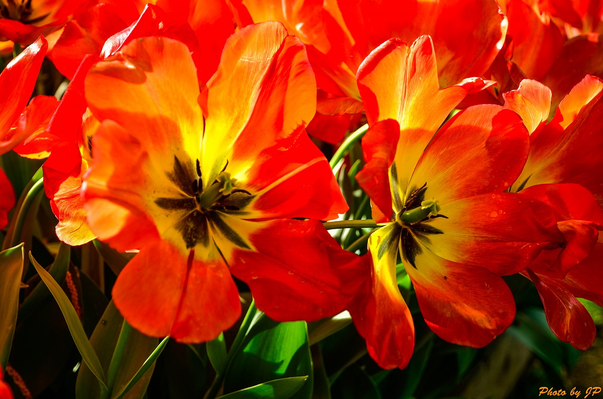 Tulipano Maximowiczii