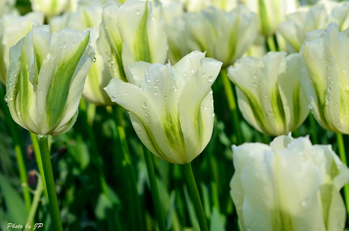 Tulipano Spring Green