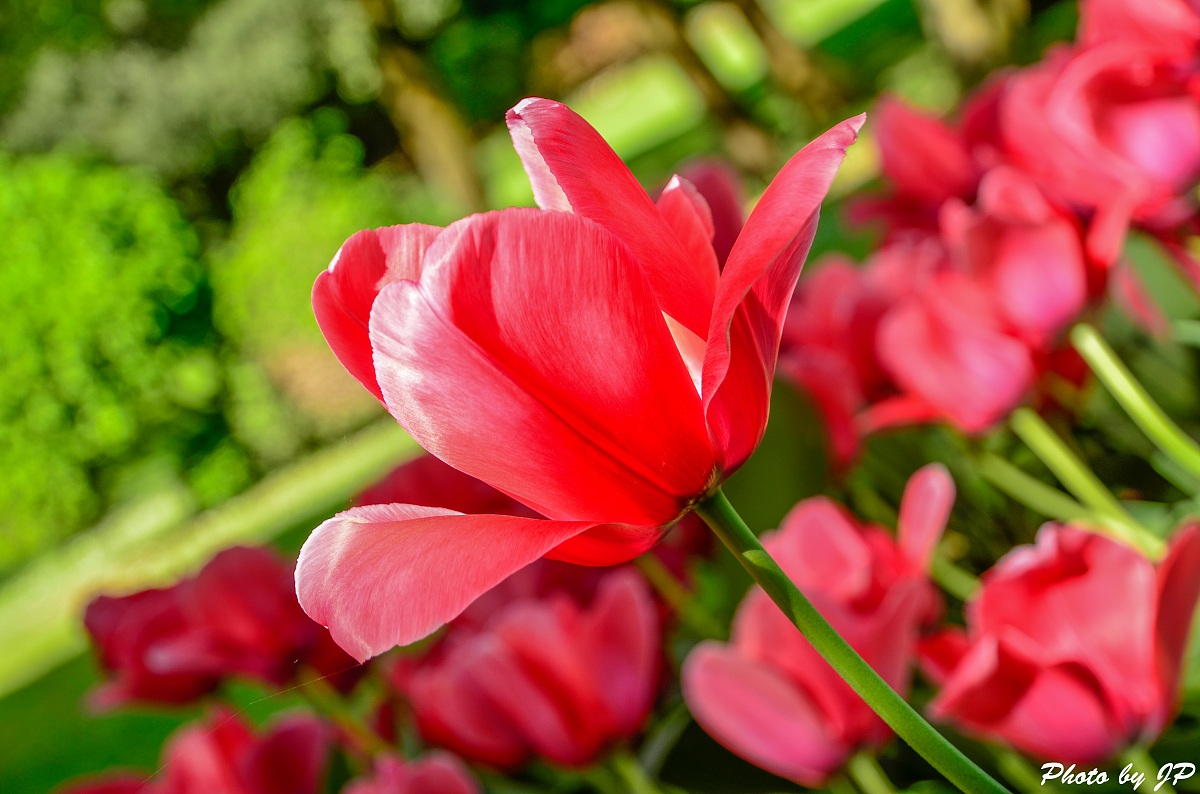 Tulipani