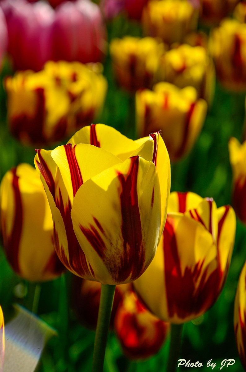 Tulipano Mickey Mouse