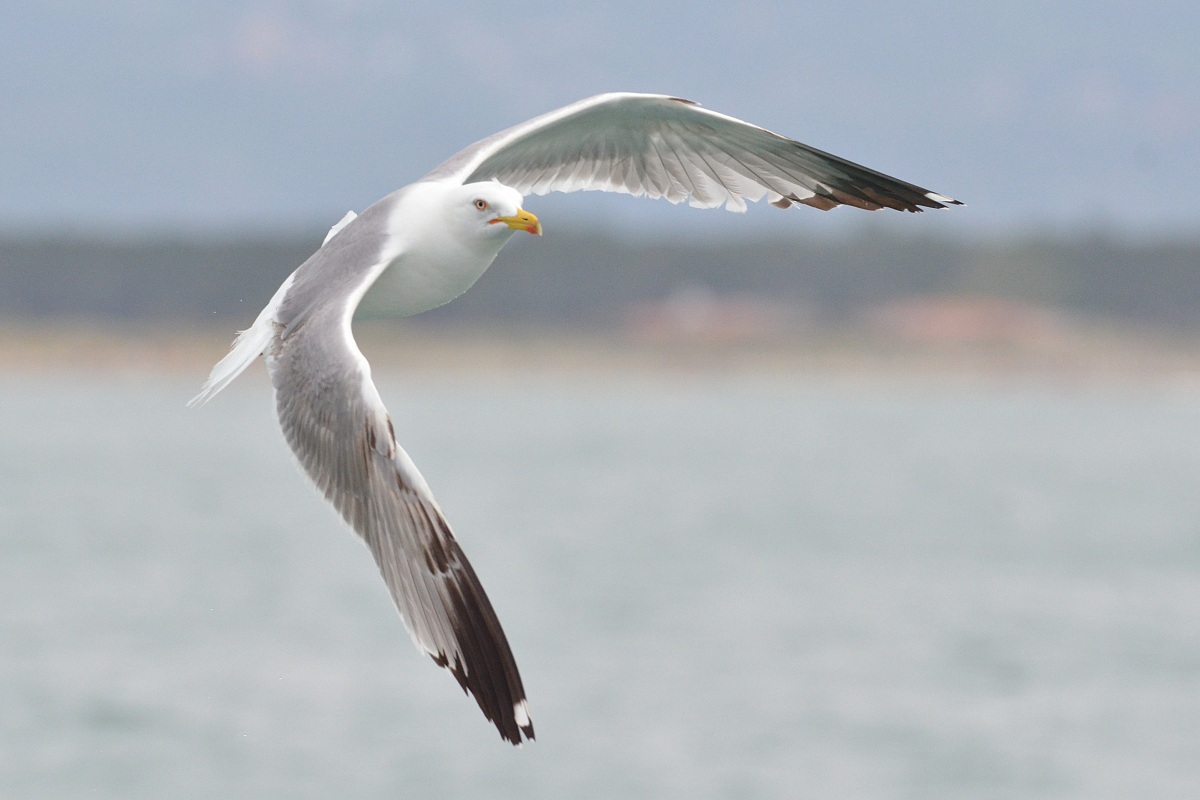 Gull (Larus glaucescens)