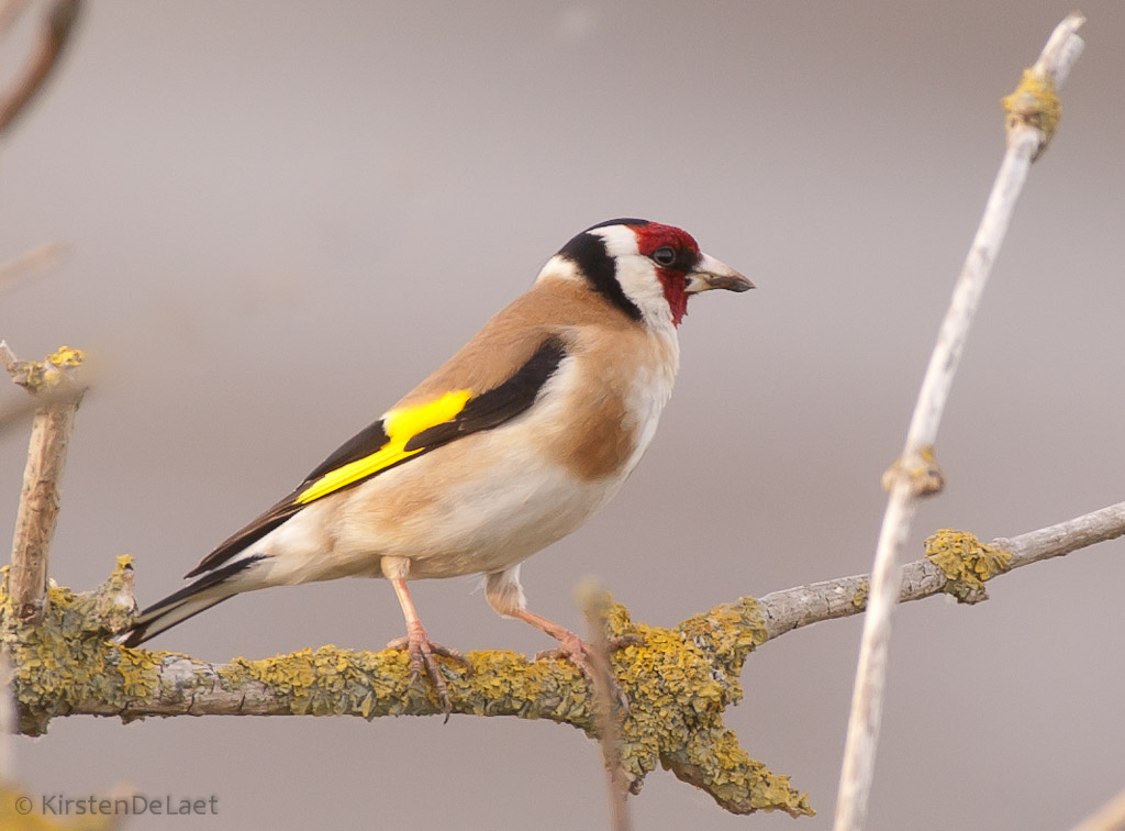 Goldfinch_25.05.2014