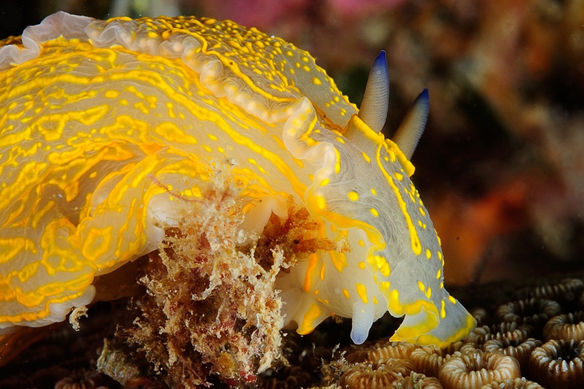 nudibranch