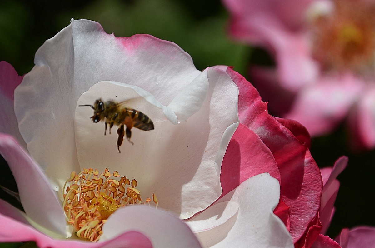 It seems that he looks at me!