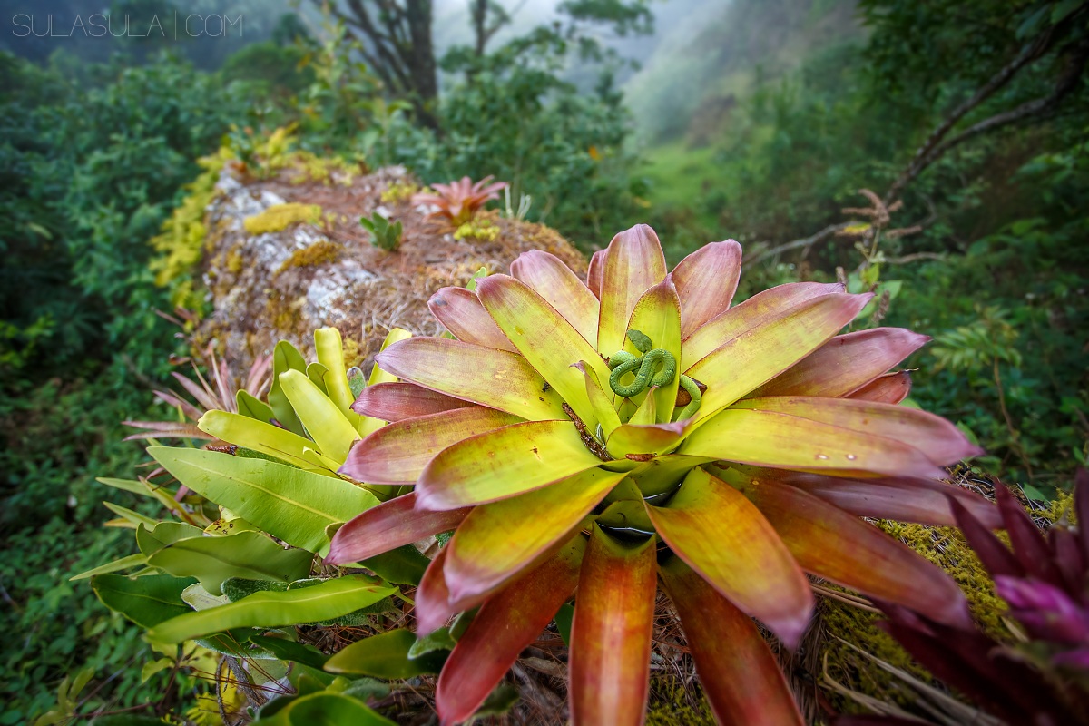 Palm pitviper | Panama