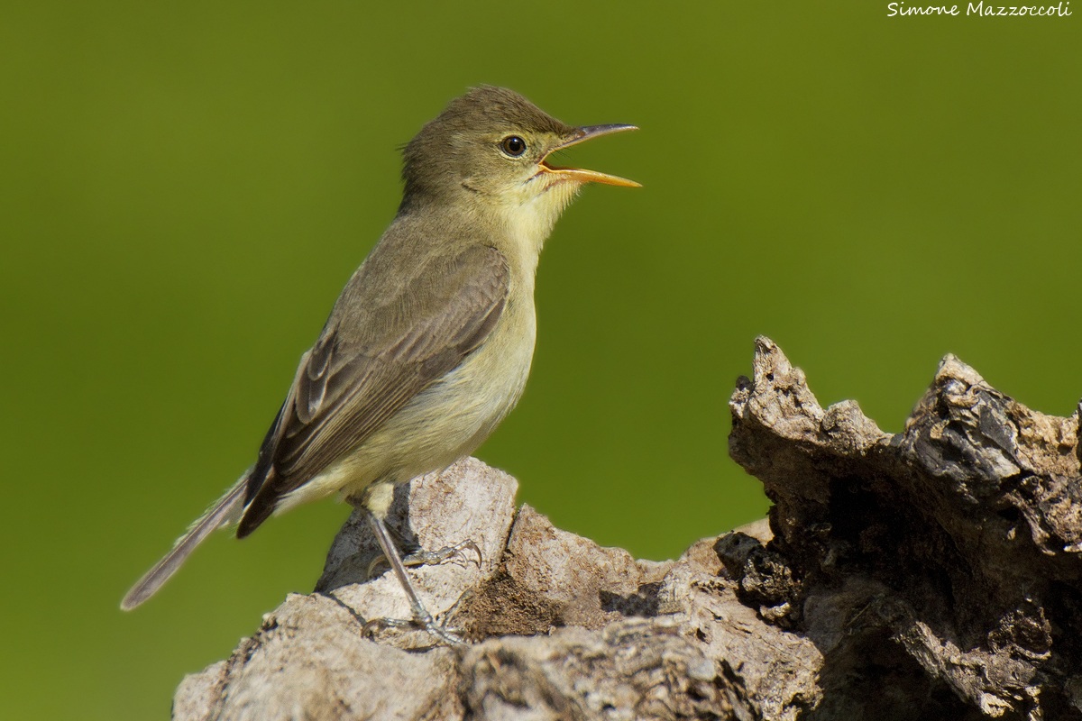 Canta che ti passa...