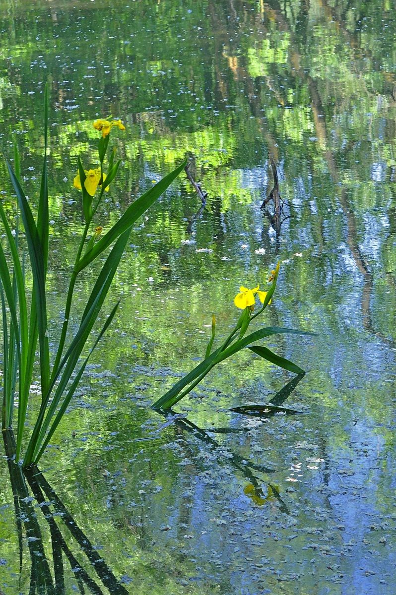 Water lilies - a tribute to Monet