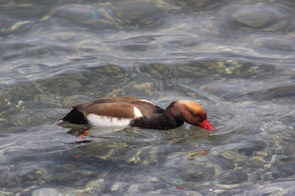 Male Red-crested turkish