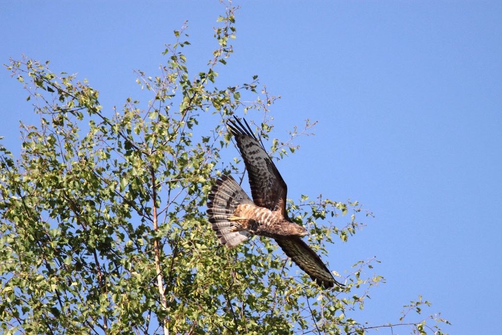 Buzzard flies from perch
