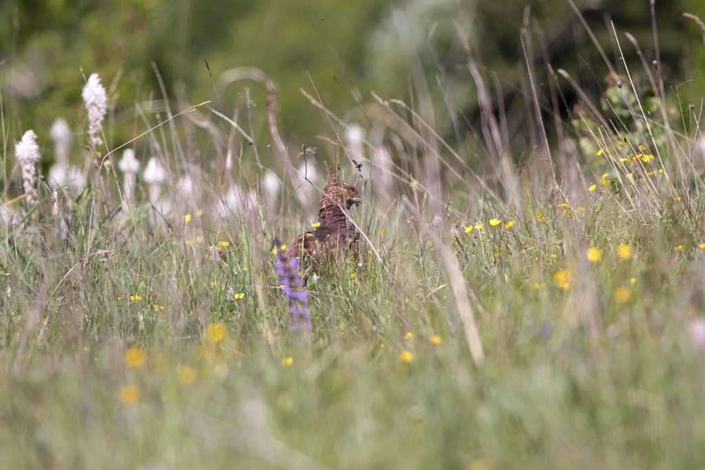 Buzzard hunting