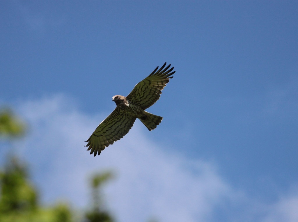 Toed Eagle in flight # 1