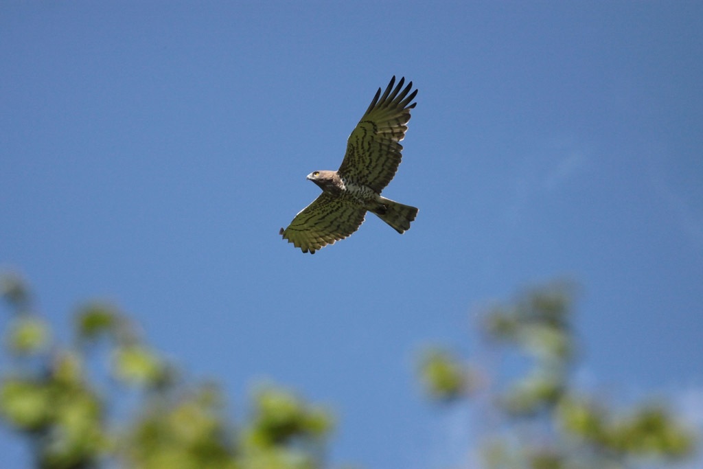 Toed Eagle in flight # 2