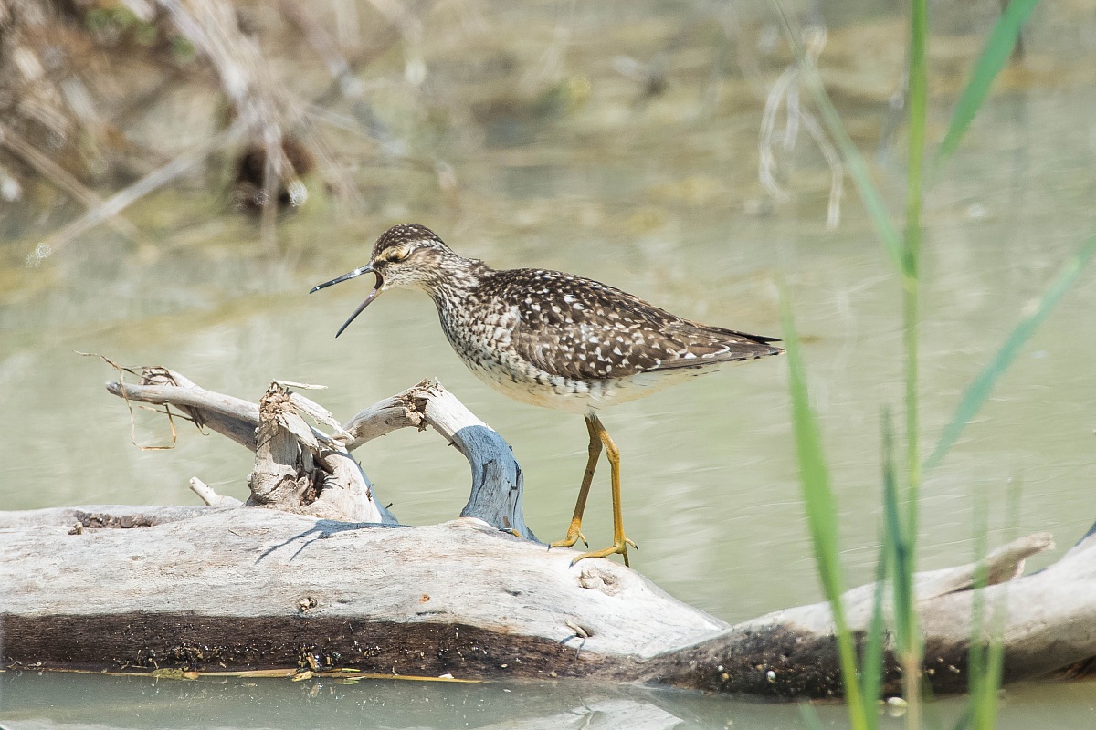 sandpipers boschereccio