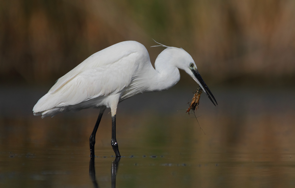 egret and crayfish