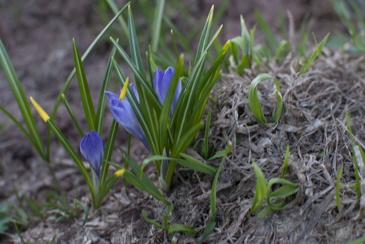 Mountain flowers