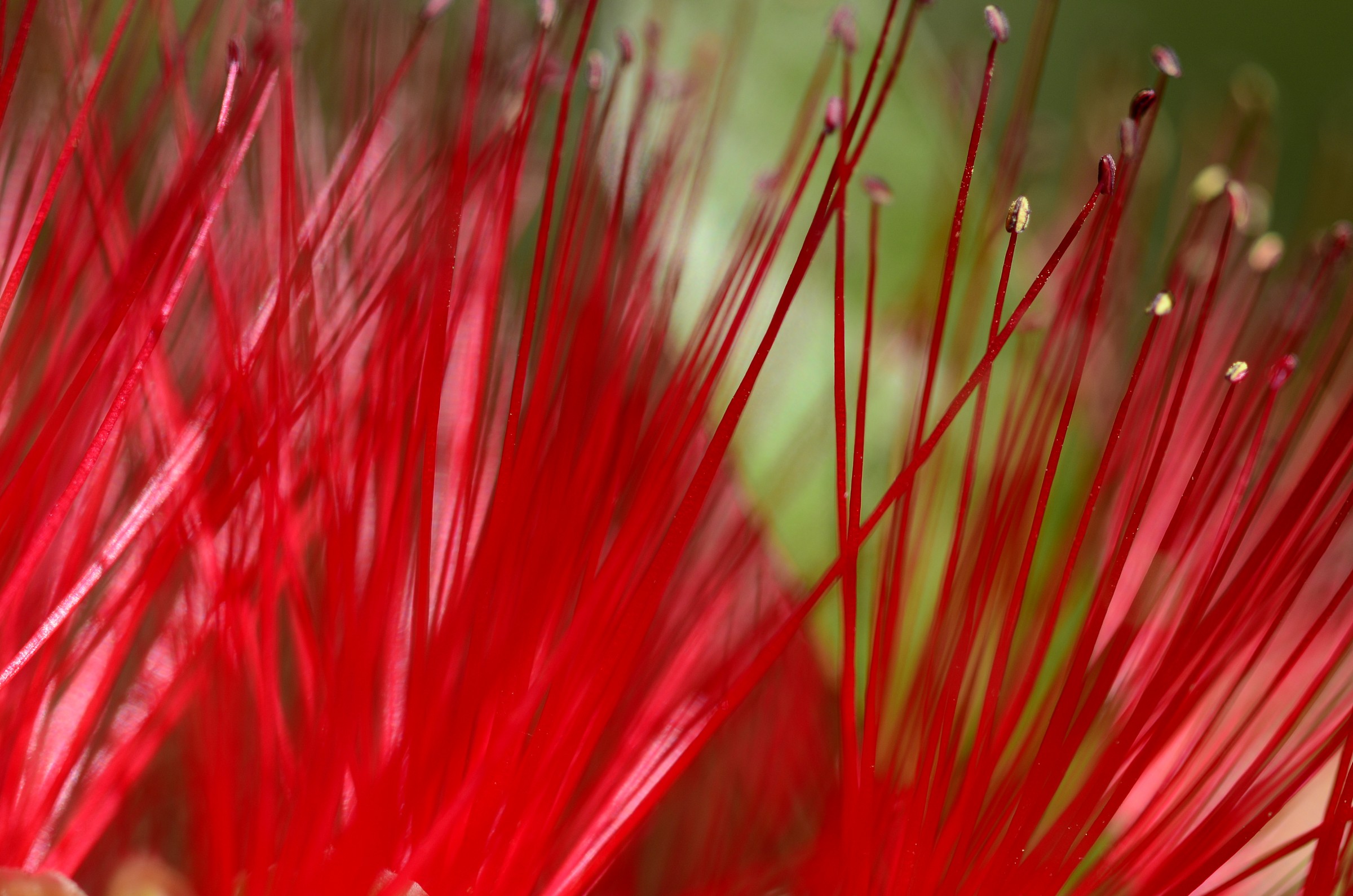 Crinson Bottlebrush.