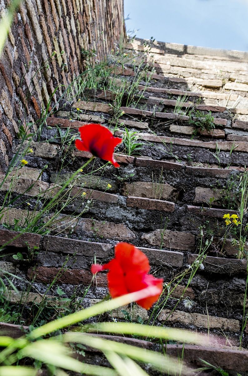 Tulips Fori Imperiali