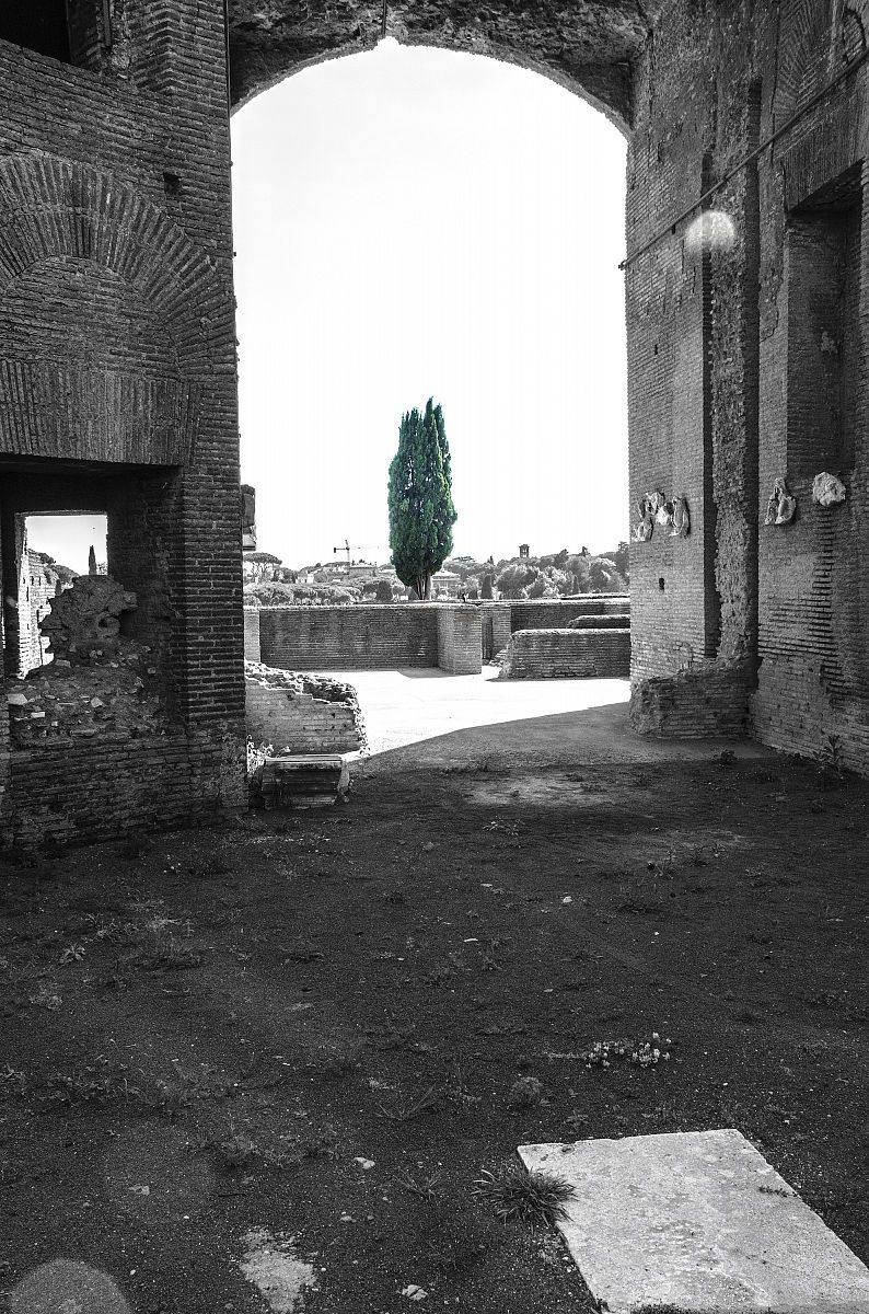 Cipresso Fori Imperiali