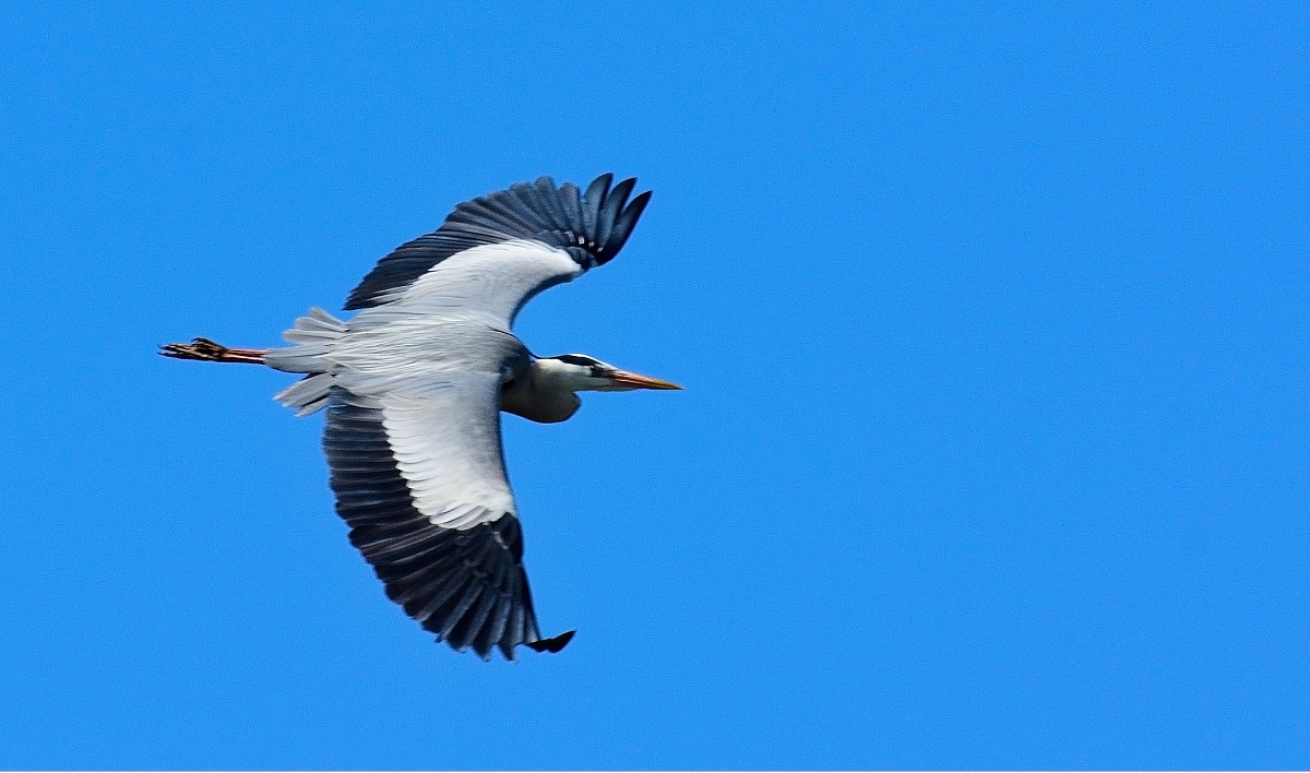 Grey Heron