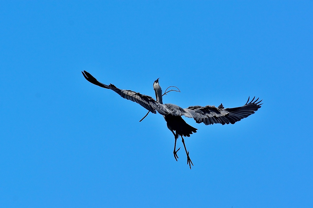 Grey Heron backlit