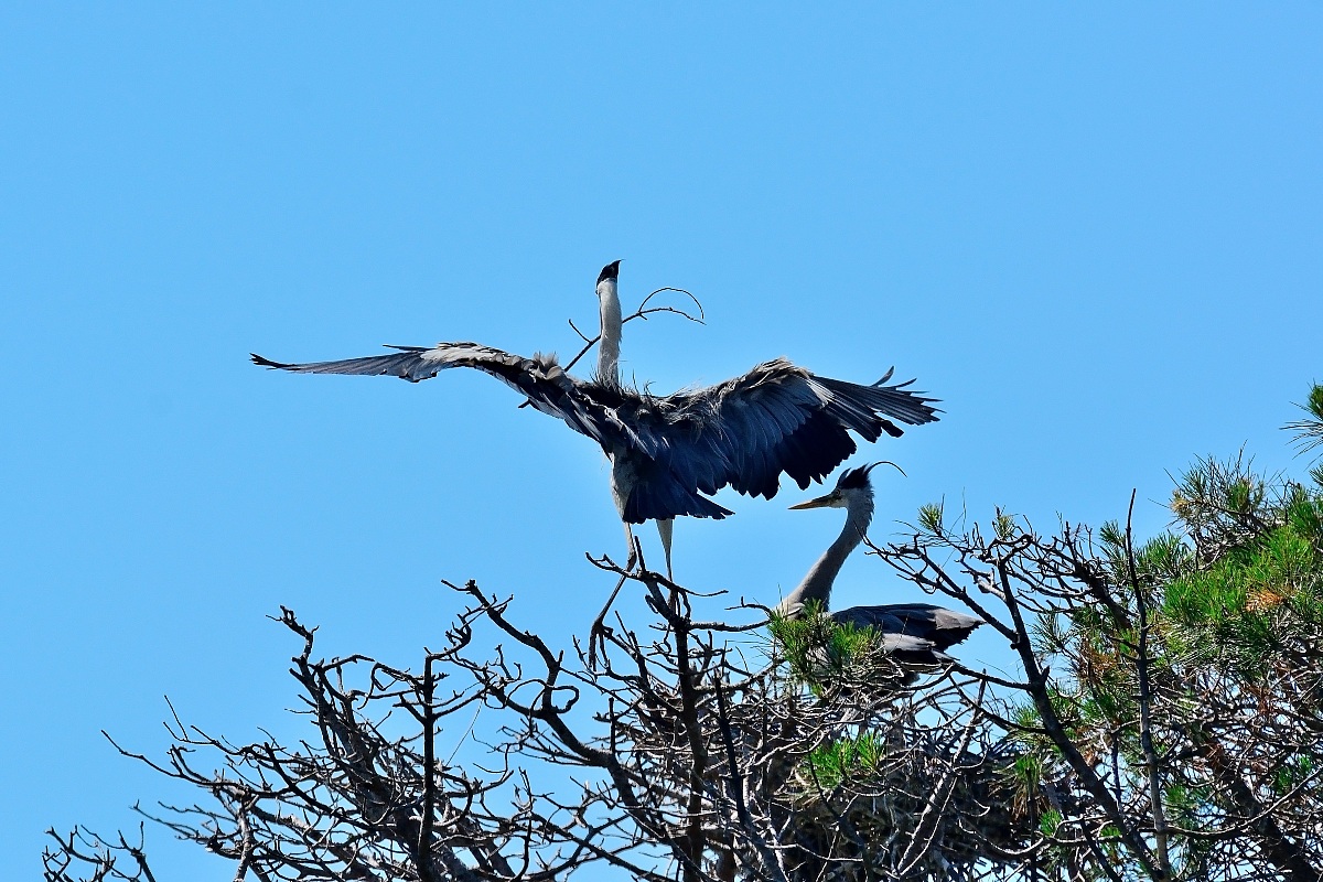 Grey Heron landing
