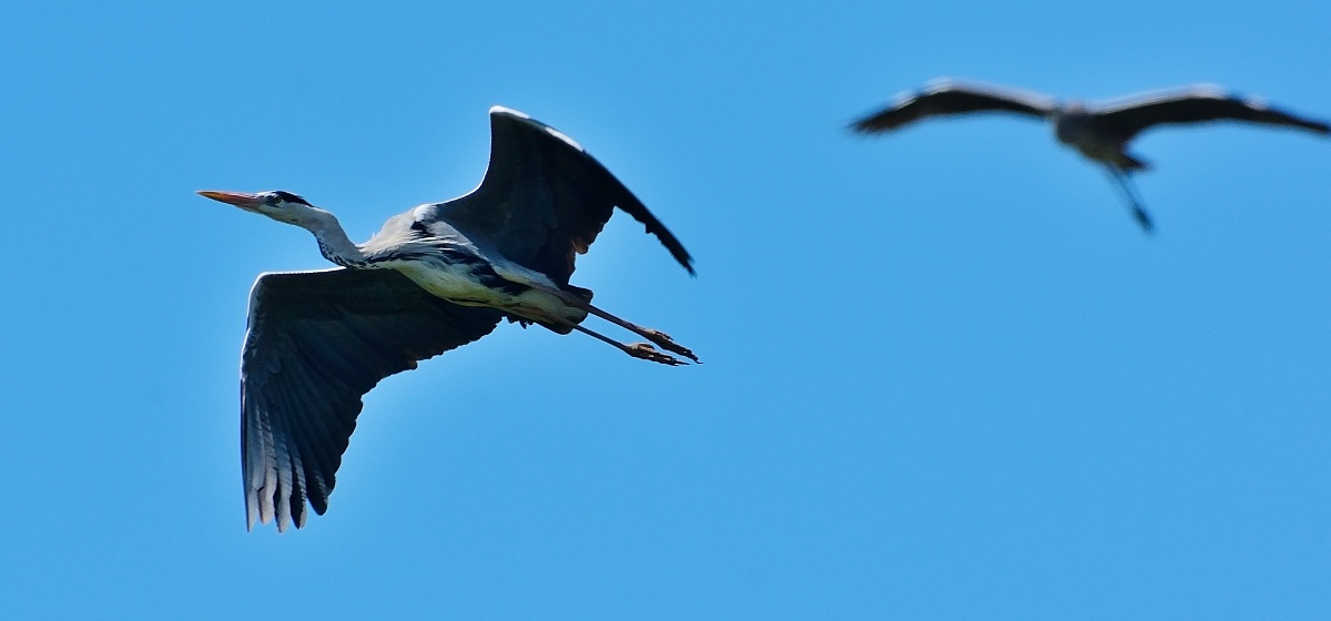 Grey Heron