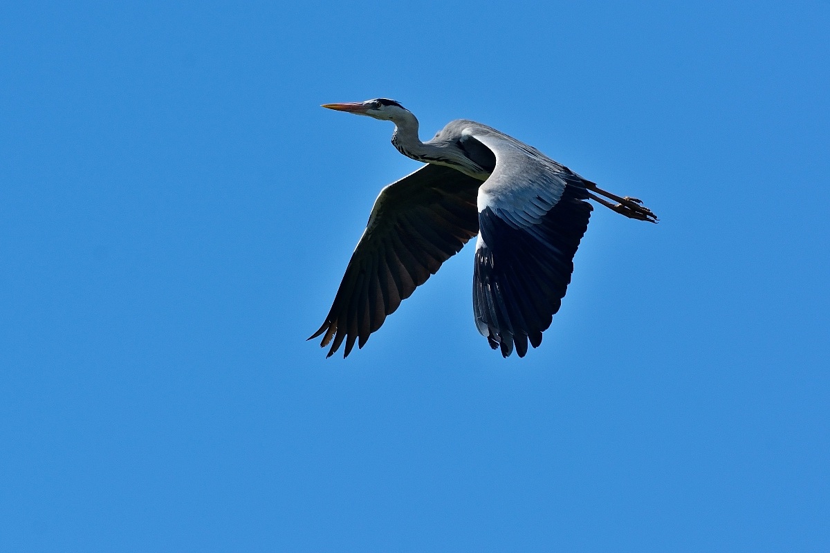 Grey Heron