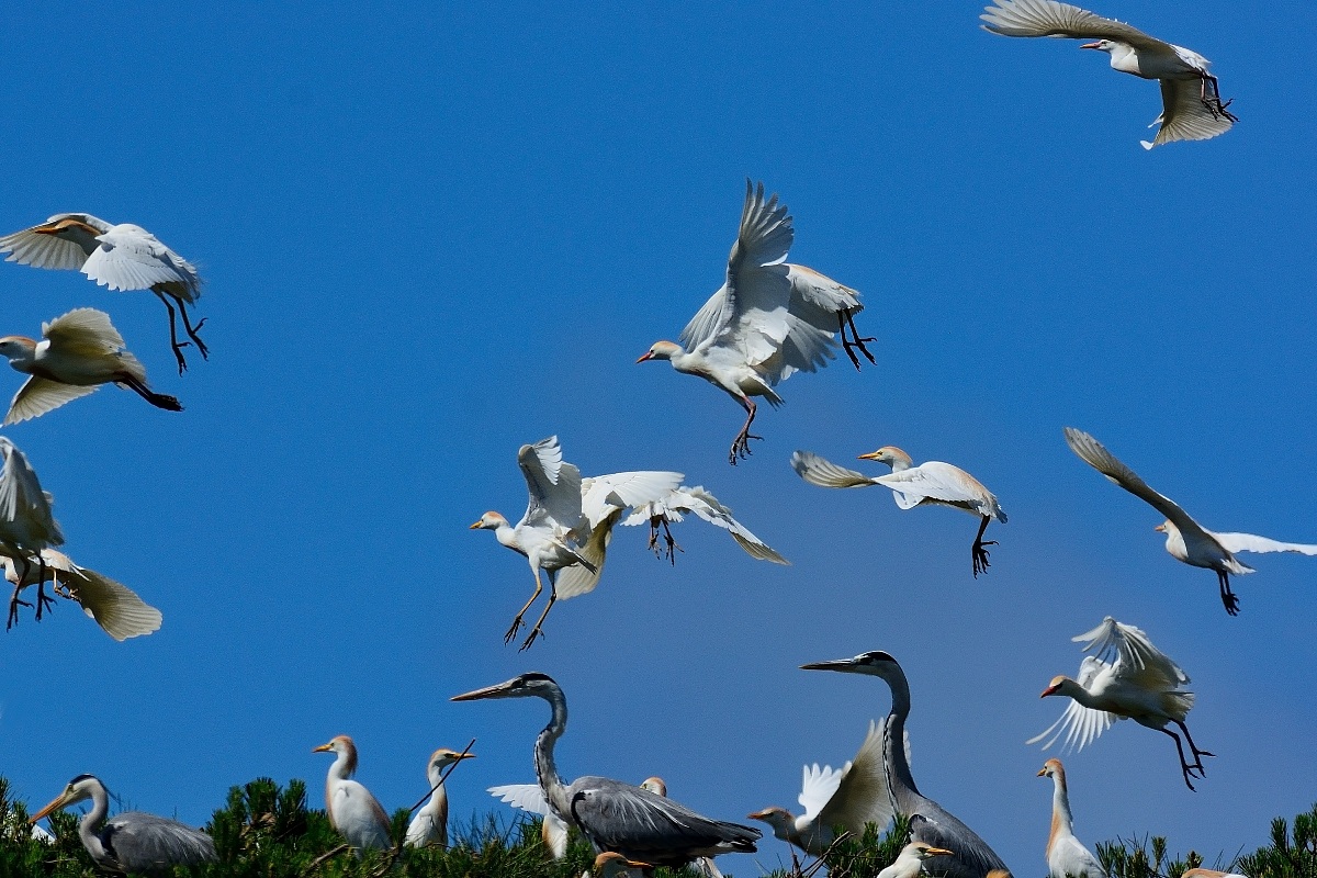 Herons Egrets