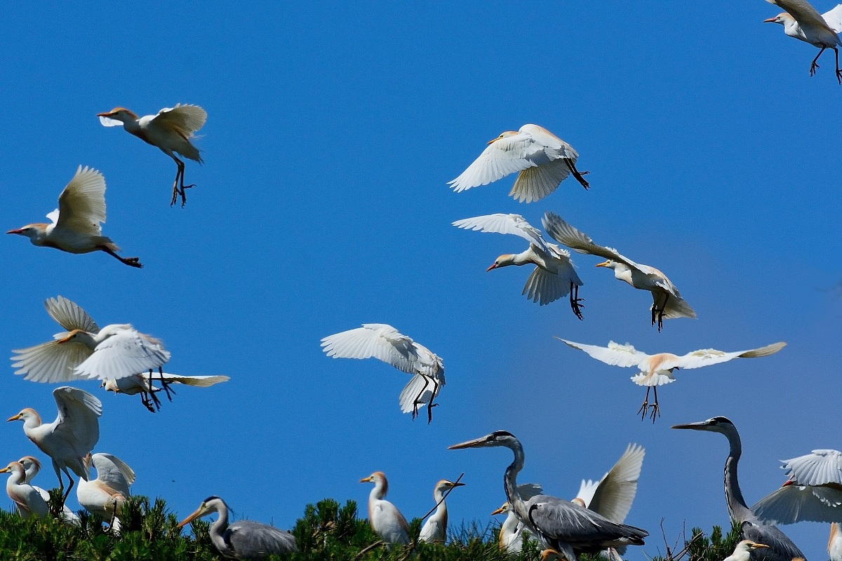 Herons Egrets