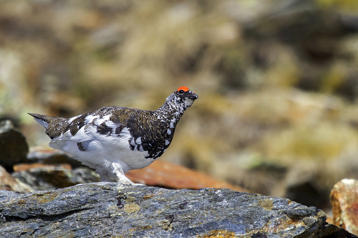 ptarmigan in spring dress