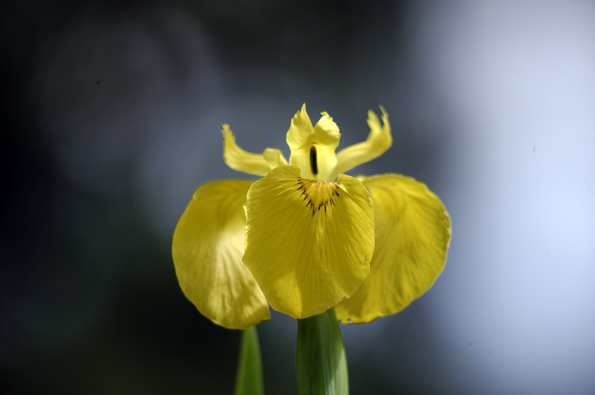 Iris