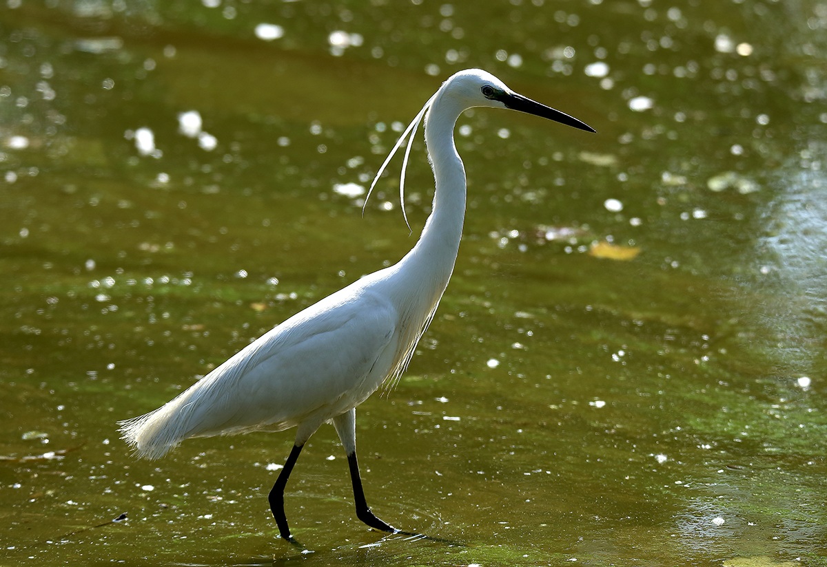 Garzetta - Ritaglio e ridimensionamento a 1200