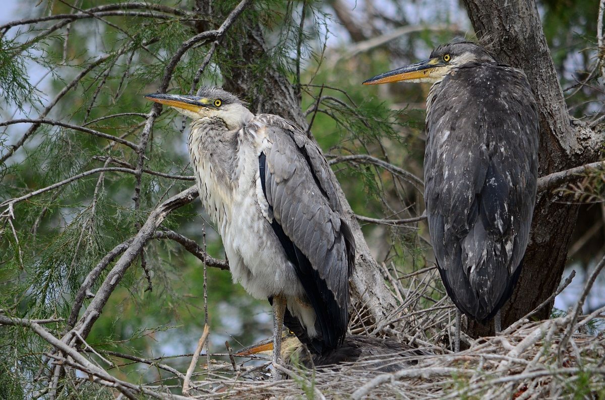 Camargue - aironi nel nido