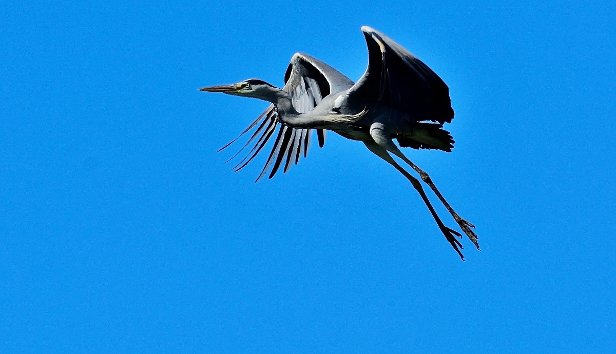 Grey Heron