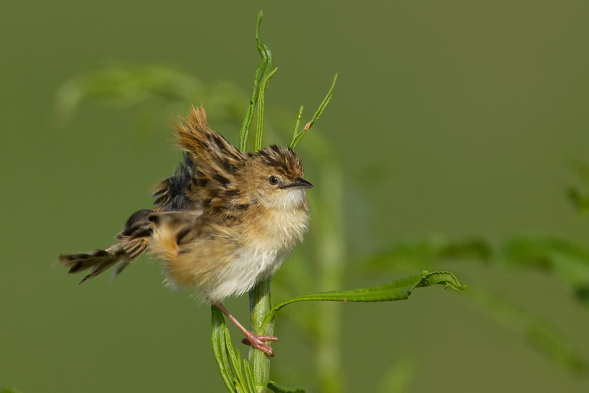 Zitting Cisticola