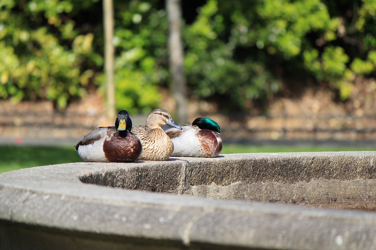 Ducks in standby