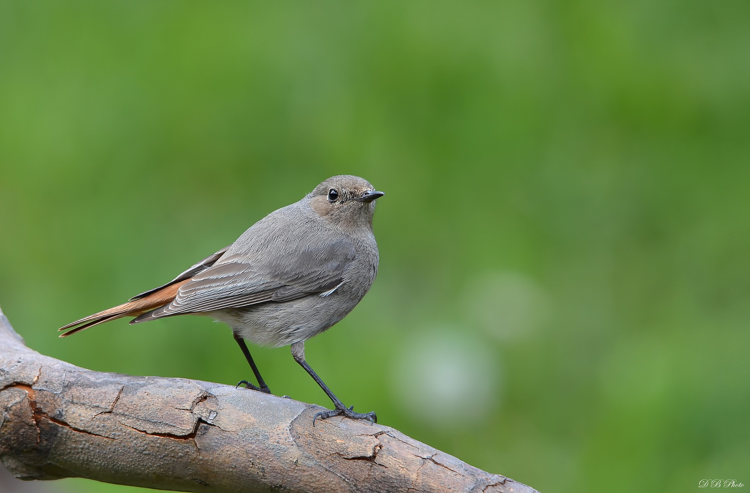 Femmina di codirosso spazzacamino