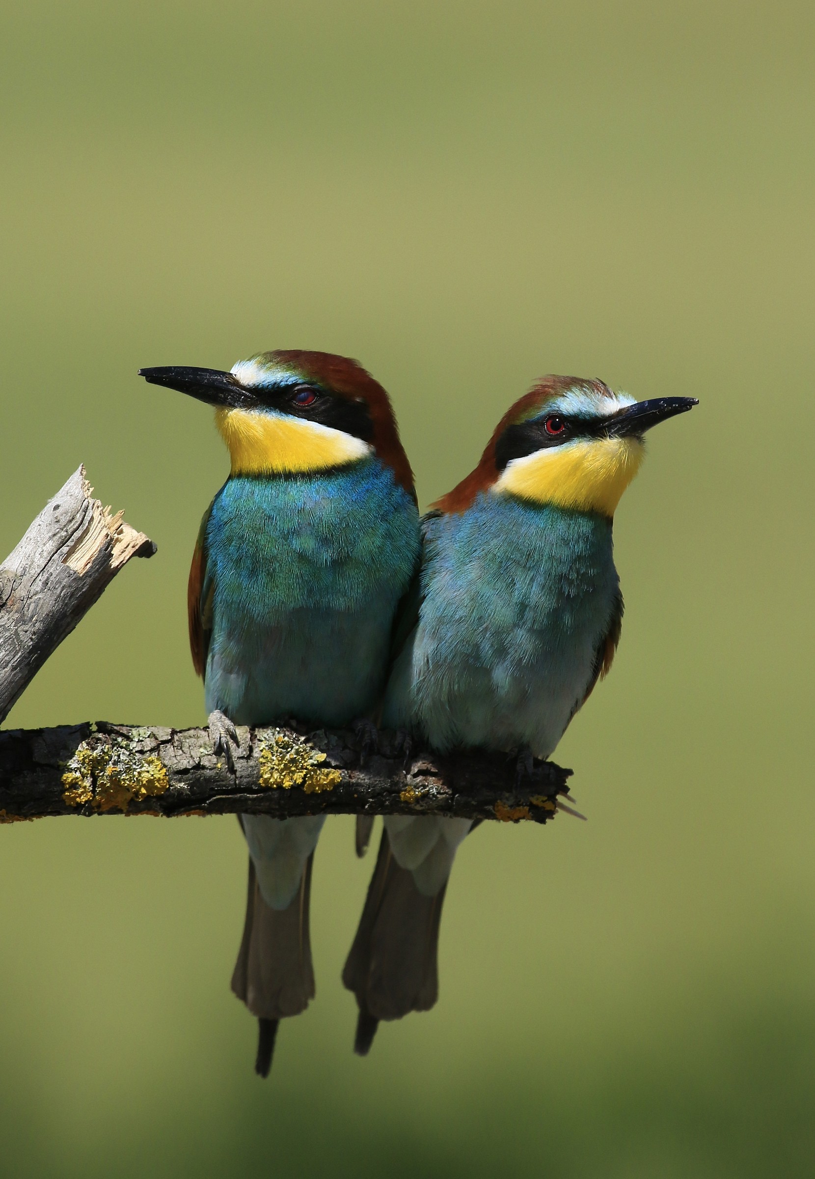 Bee-eaters 2014: Neighbors neighbors