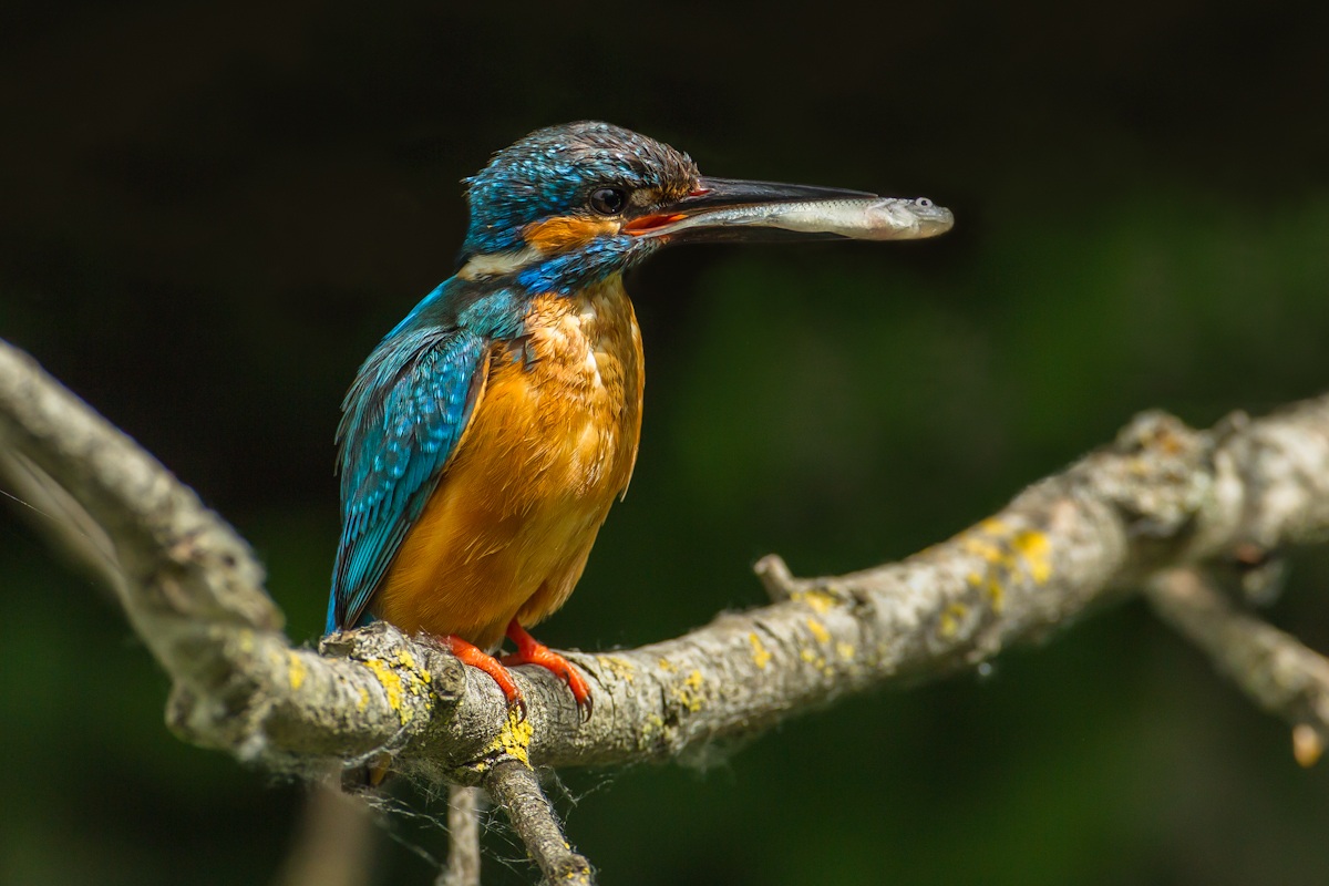 pronto per l'imboccata