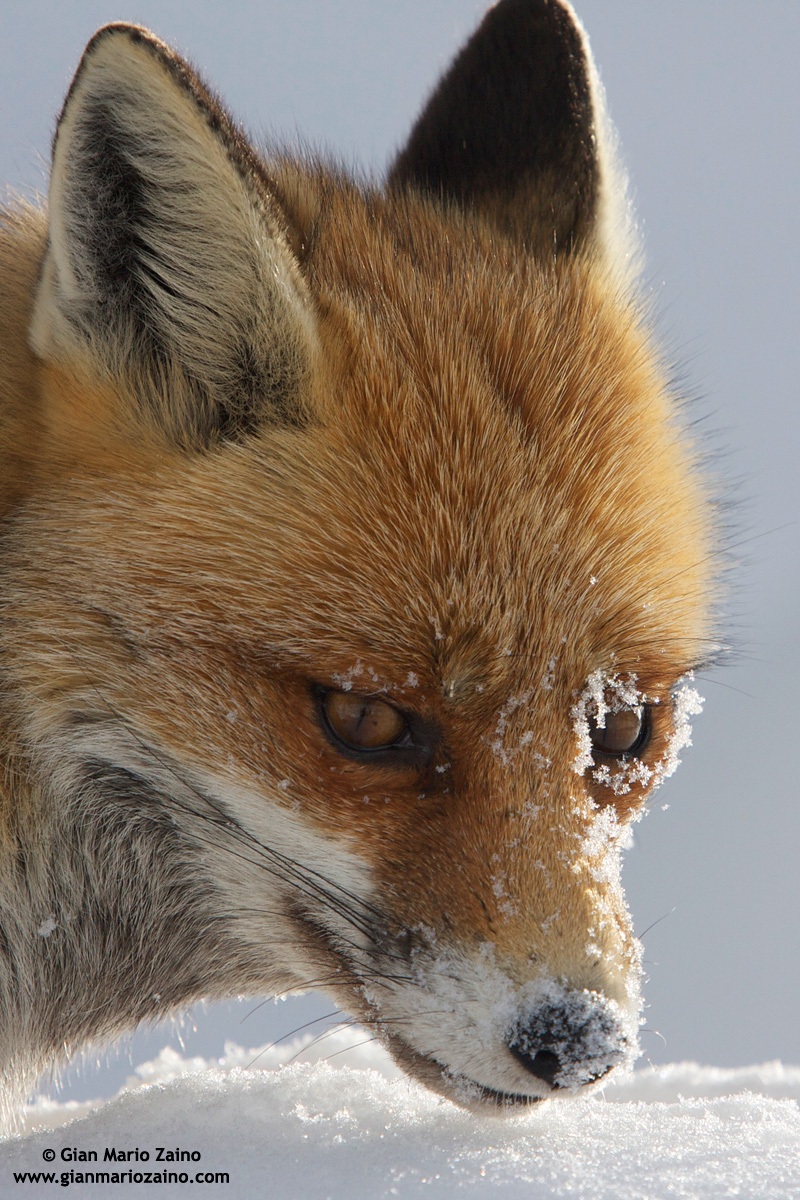 Vulpes vulpes / Fox / Red Fox / Renard roux
