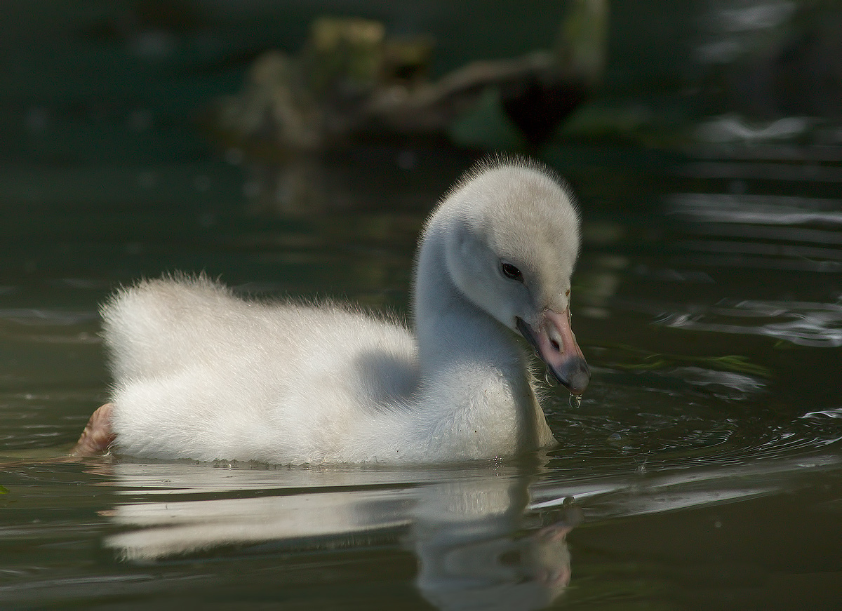 but why are they so bad?