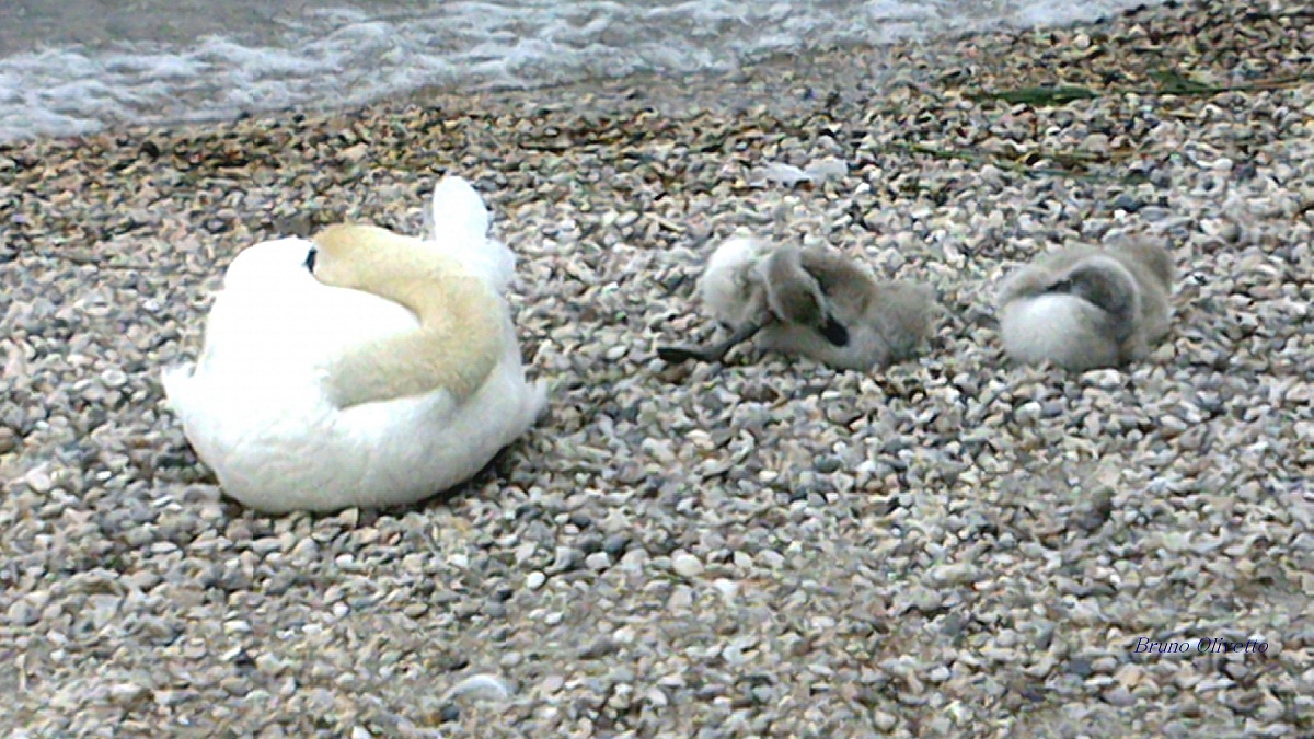 famiglia di cigni selvatici