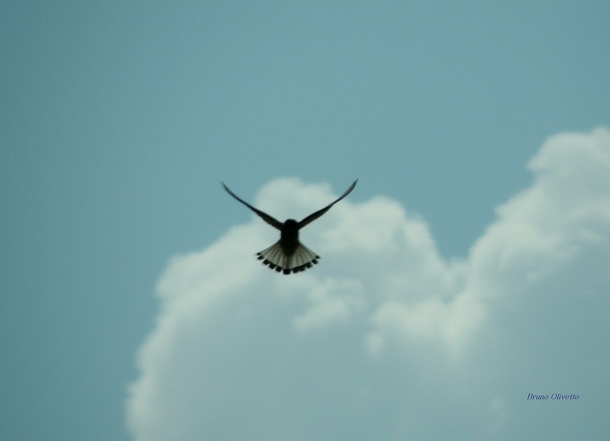falchetto in volo