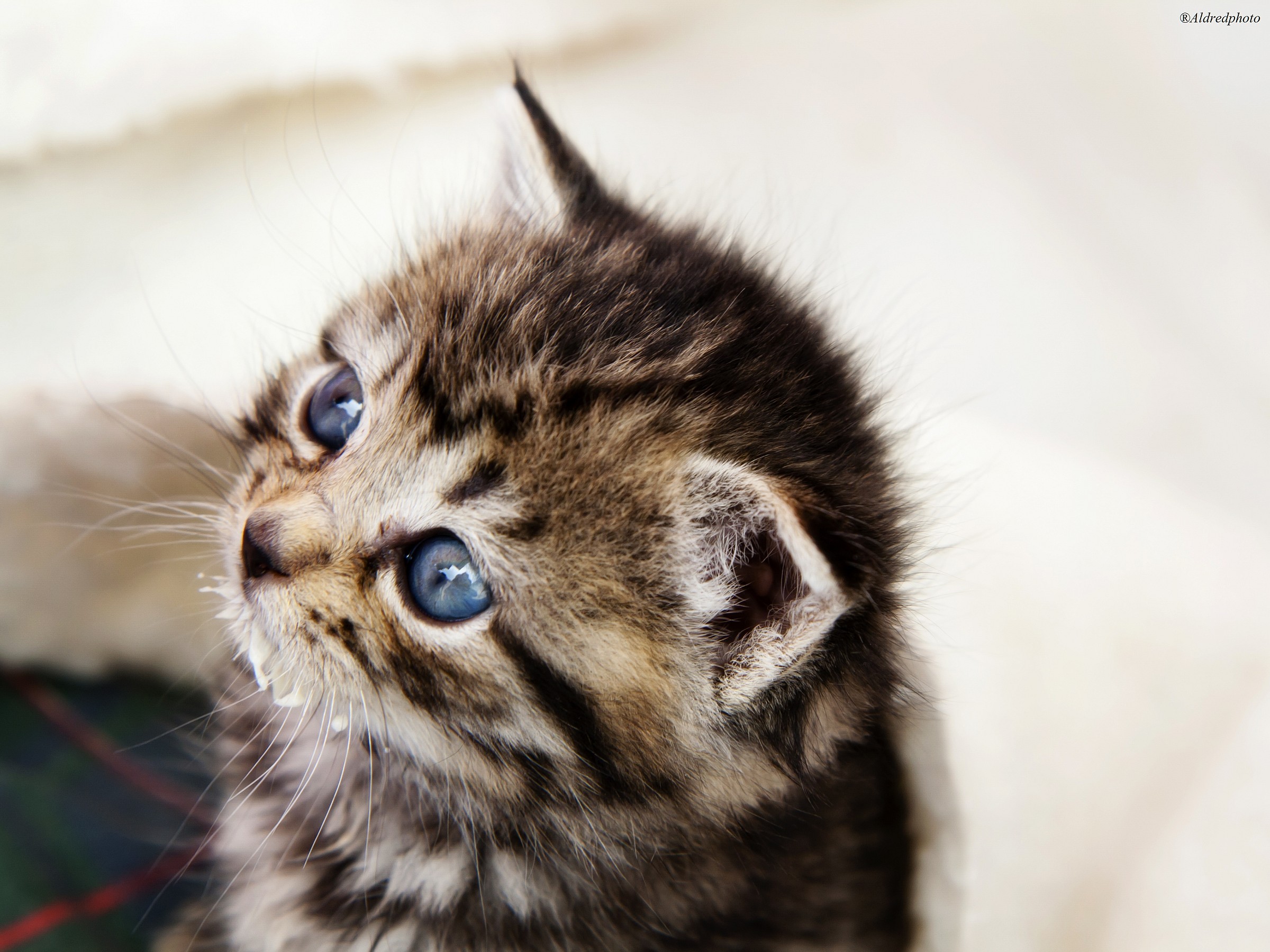 The milk was delicious, there's yet?