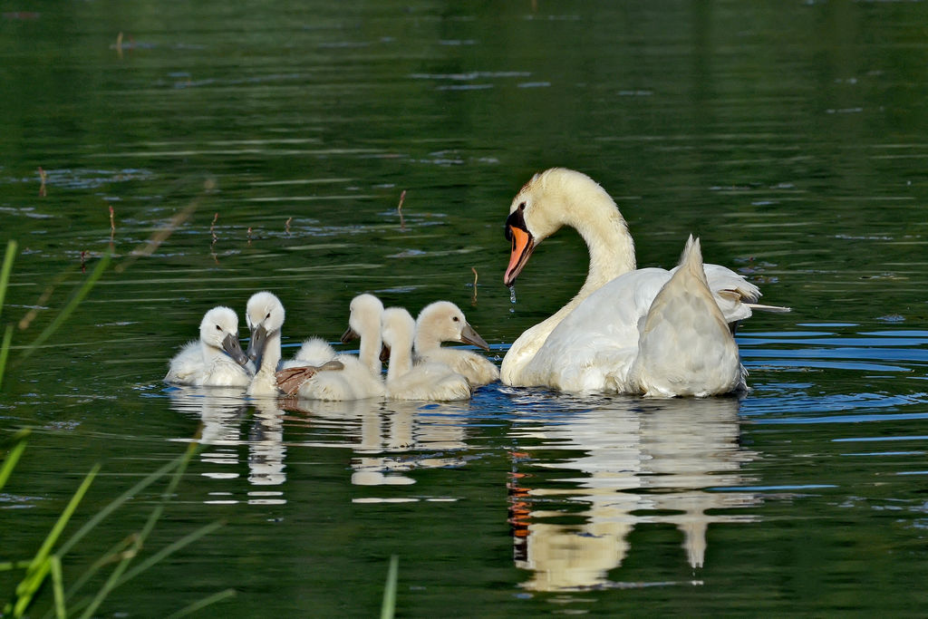 Famiglia di cigni reali