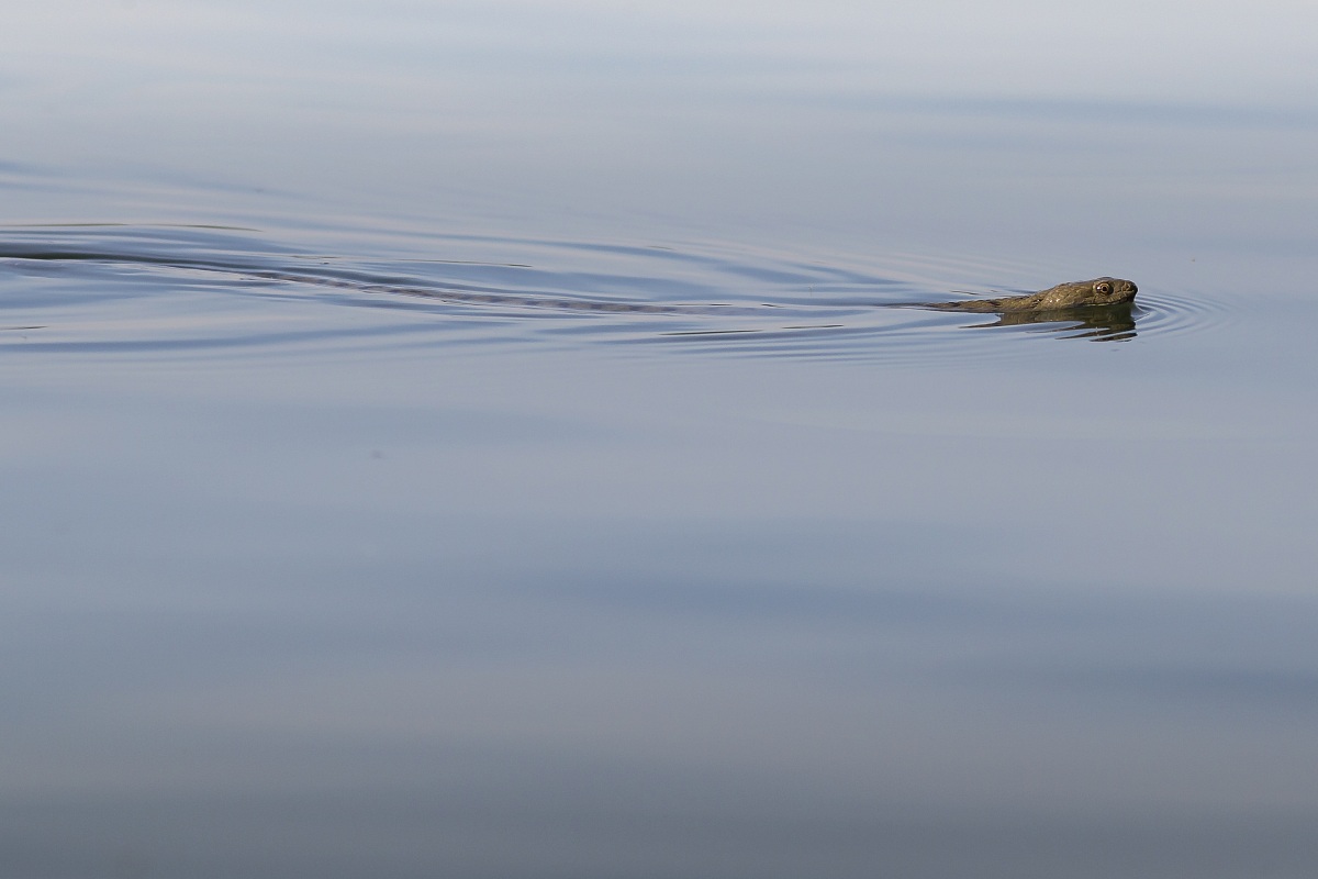 Strissia sull'acqua lissia