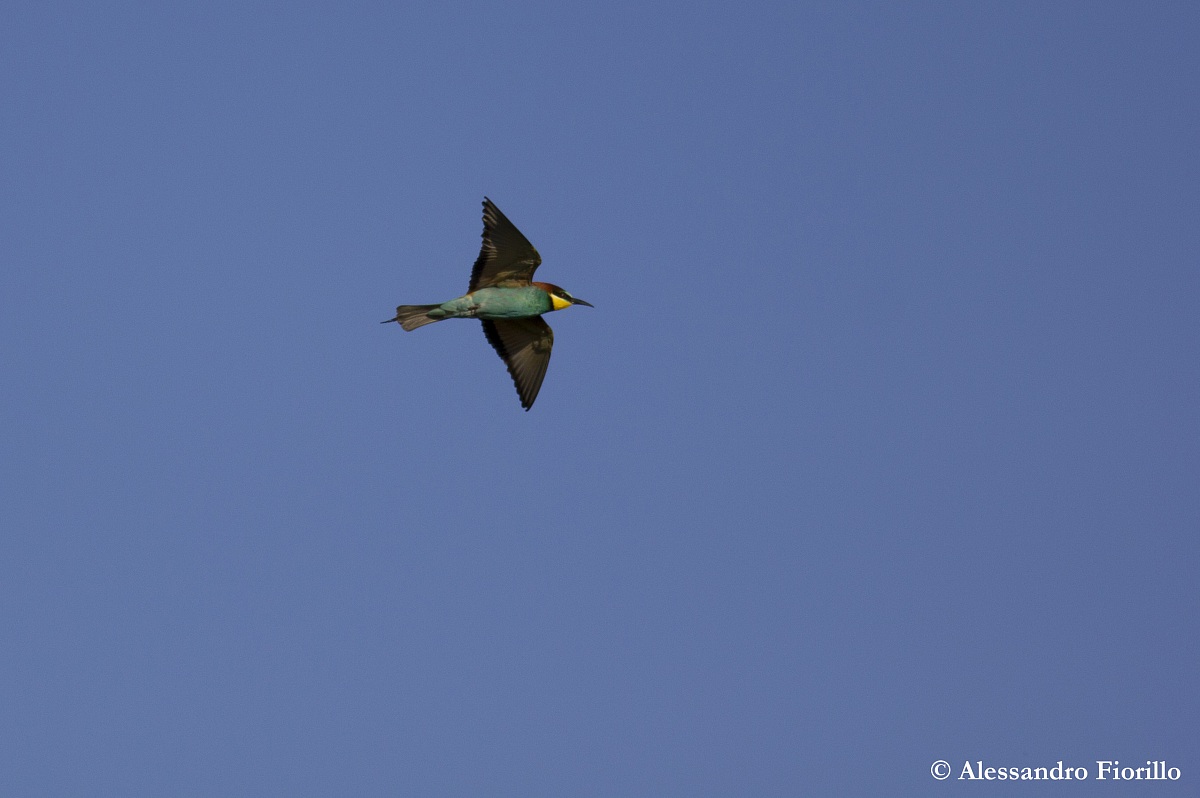 La danza del Gruccione