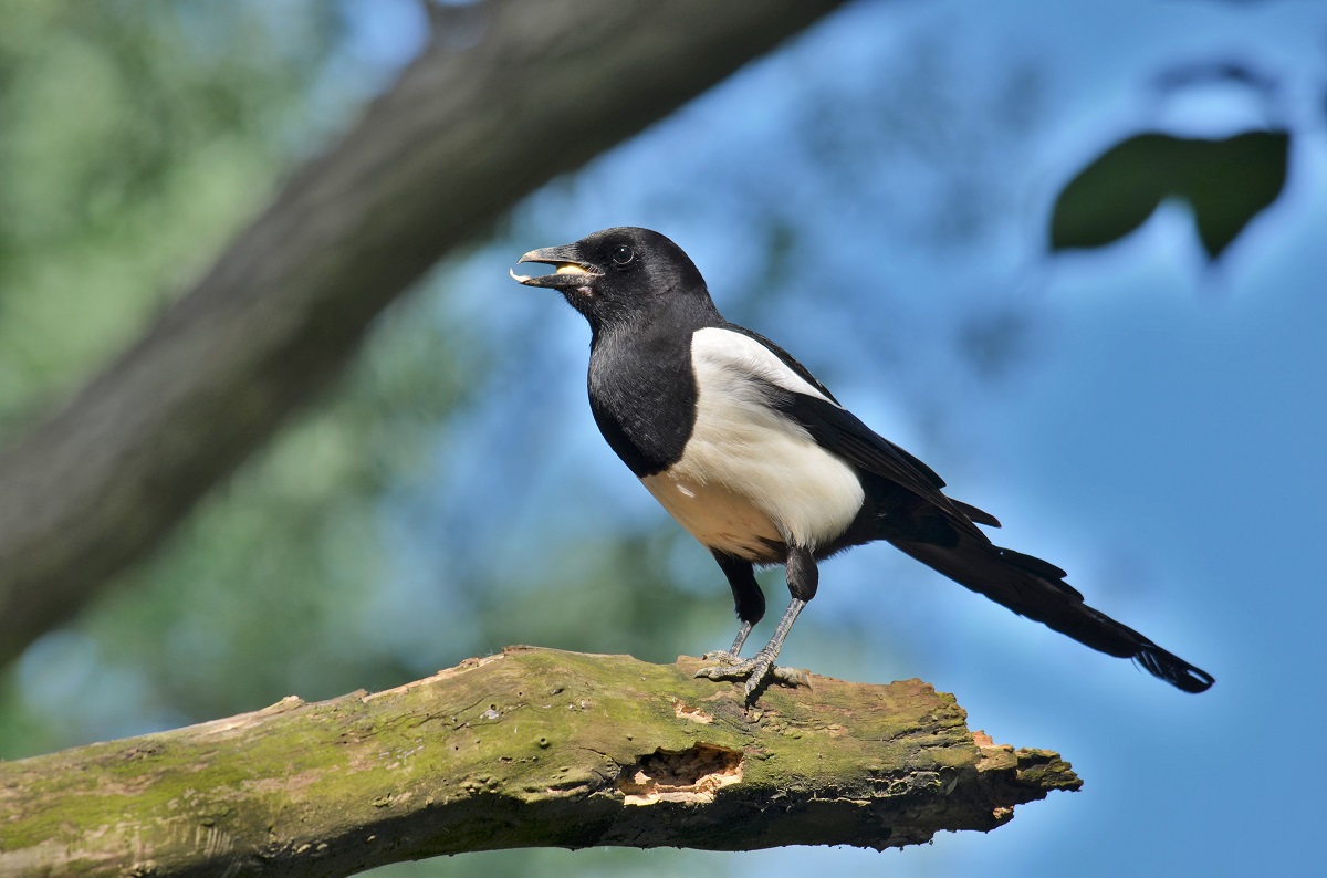 Magpie
