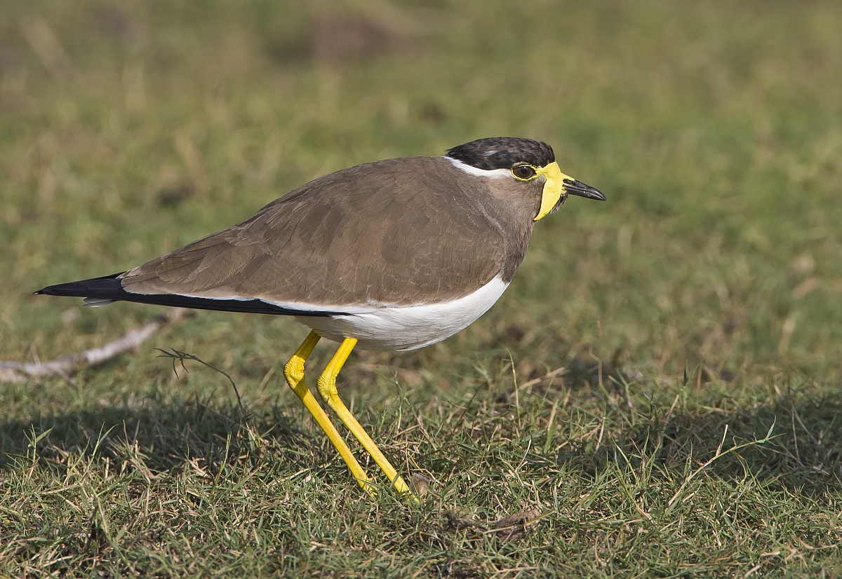 Pavoncella dalle caruncole